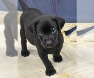 Labrador Retriever Litter for sale in HAWTHORNE, NV, USA