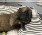 Small Photo #276 Belgian Malinois Puppy For Sale in REESEVILLE, WI, USA