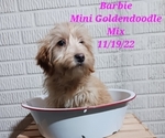 Puppy 0 Goldendoodle-Unknown Mix