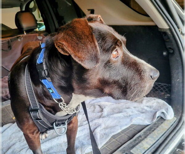 Medium Photo #3 Lab-Pointer Puppy For Sale in San Juan Capistrano, CA, USA