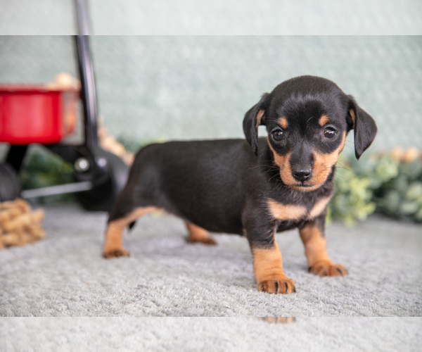 Medium Photo #2 Dachshund Puppy For Sale in ELIZABETHTOWN, PA, USA