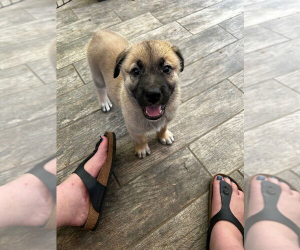 Medium Photo #2 German Shepherd Dog-Unknown Mix Puppy For Sale in Raleigh, NC, USA