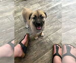 Small #1 German Shepherd Dog Mix