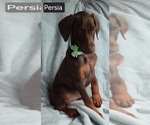 Small #3 Doberman Pinscher