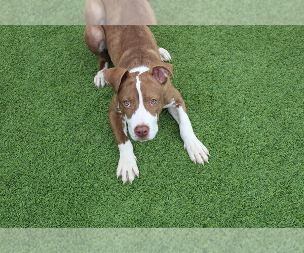 Medium Photo #4 Mutt Puppy For Sale in Chestertown, MD, USA