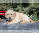 Small #2 English Cream Golden Retriever