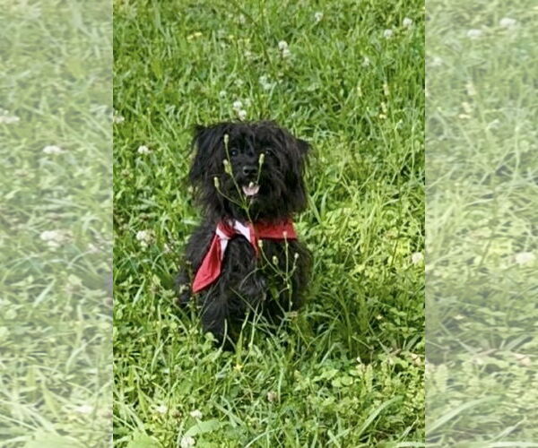 Medium Photo #2 ShihPoo Puppy For Sale in Oakhurst, NJ, USA
