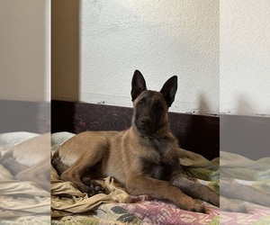 Belgian Malinois Puppy for sale in WILLIAMS, CA, USA