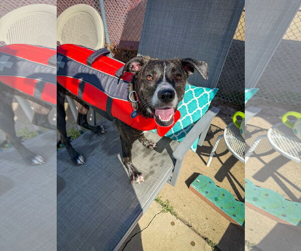 Medium Photo #2 American Pit Bull Terrier-Labrador Retriever Mix Puppy For Sale in San Diego, CA, USA