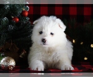 Samoyed Puppy for sale in FREDERICKSBG, OH, USA