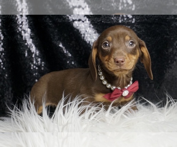 Medium Photo #6 Dachshund Puppy For Sale in WARSAW, IN, USA