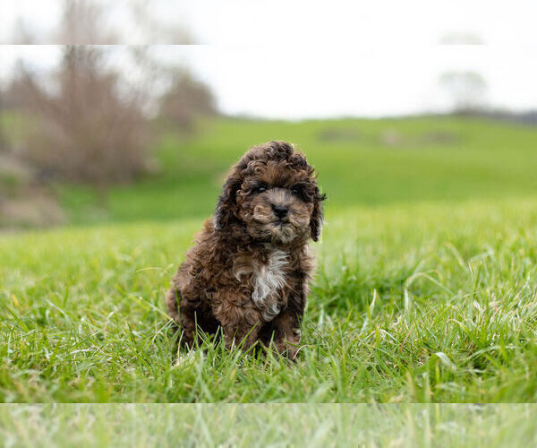 Medium Photo #6 ShihPoo Puppy For Sale in WARSAW, IN, USA