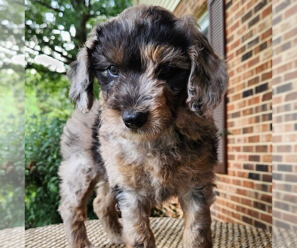 Medium Photo #5 Aussiedoodle Miniature  Puppy For Sale in COLUMBIA, TN, USA