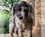 Small #4 Aussiedoodle Miniature 