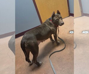 Paige - Female Mutt Dog for Adoption - Photo #2