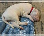 Small Photo #31 Dogo Argentino Puppy For Sale in BROOMALL, PA, USA