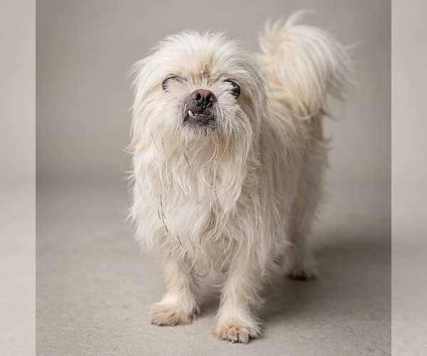 Medium Photo #2 Shih Tzu Puppy For Sale in Vail, AZ, USA