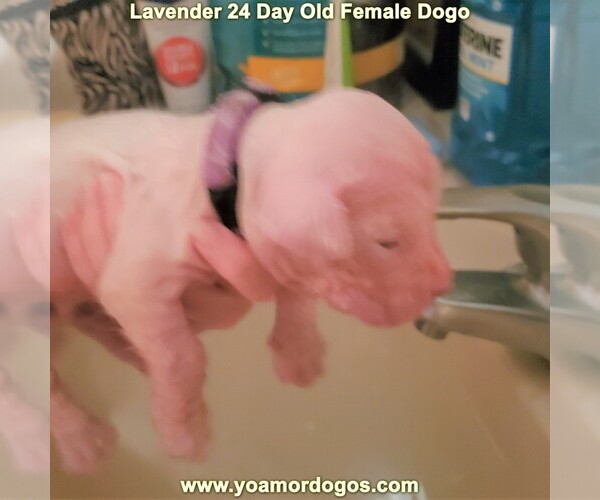 Medium Photo #69 Dogo Argentino Puppy For Sale in PINEVILLE, MO, USA