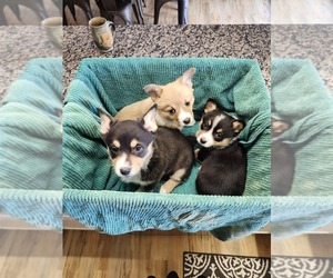 Pembroke Welsh Corgi Puppy for sale in LOGAN, OH, USA