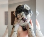 Small Photo #14 Daniff-Neapolitan Mastiff Mix Puppy For Sale in MONTEVIEW, ID, USA