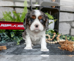 Small #1 Cavalier King Charles Spaniel