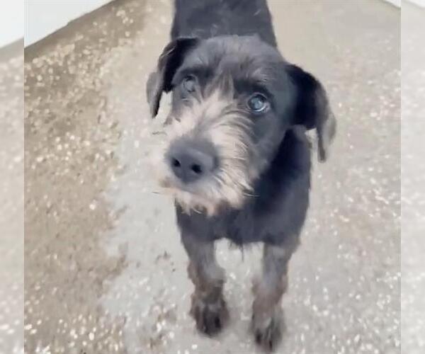 Medium Photo #2 German Wirehaired Pointer-Unknown Mix Puppy For Sale in Houston, TX, USA