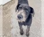 Small #1 German Wirehaired Pointer Mix
