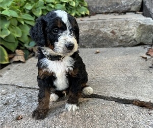 Medium Miniature Bernedoodle