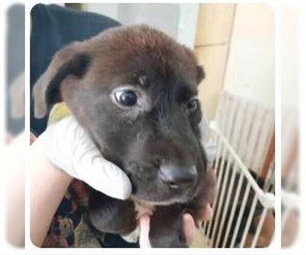 Medium Photo #1 Shepradors Puppy For Sale in Minneapolis, MN, USA