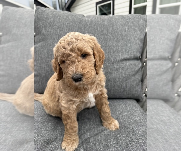 Medium Photo #1 Goldendoodle Puppy For Sale in OAKLAND, CA, USA