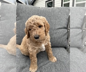 Goldendoodle Puppy for sale in OAKLAND, CA, USA