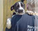 Small #3 Boxer Mix