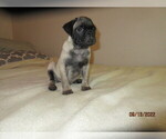 Small Photo #2 Pug Puppy For Sale in HUGUENOT, NY, USA