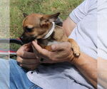 Small #2 French Bullhuahua