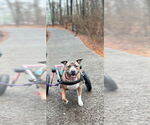Small #17 American Pit Bull Terrier-American Staffordshire Terrier Mix