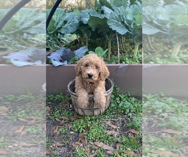 Medium Photo #1 Goldendoodle (Miniature) Puppy For Sale in CARRIERE, MS, USA