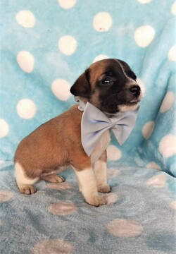 Puppyfinder Com View Ad Photo 3 Of Listing Jack Russell