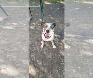 Medium Catahoula Leopard Dog Mix