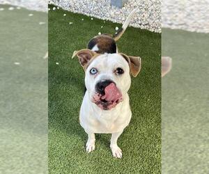 Medium American Pit Bull Terrier Mix
