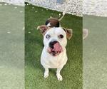 Small American Pit Bull Terrier Mix