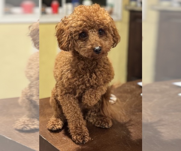 Medium Photo #1 Double Doodle Puppy For Sale in VICTORIA, TX, USA