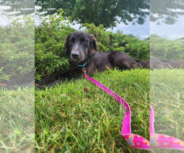 Medium Photo #5 Australian Retriever Puppy For Sale in Buffalo, MN, USA