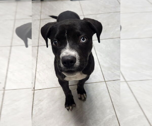 Medium Photo #2 Mutt Puppy For Sale in Walnutport, PA, USA