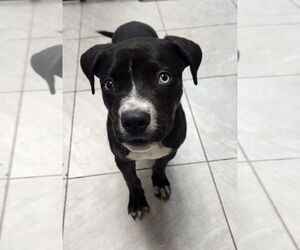 Star - Female Mutt Dog for Adoption - Photo #2