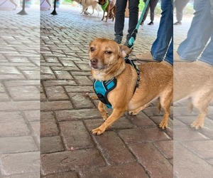 Bambi  [bonded to Sheba] - Female Chihuahua-Unknown Mix Dog for Adoption - Photo #8
