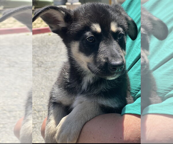 Medium Photo #1 Labrador Retriever-Unknown Mix Puppy For Sale in Dana Point, CA, USA