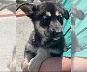 Labrador Retriever-Unknown Mix Dogs for adoption in Dana Point, CA, USA