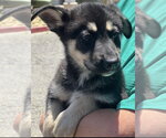 Small Labrador Retriever Mix