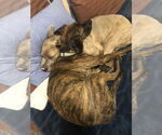 Small #6 Plott Hound Mix