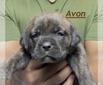 Image preview for Ad Listing. Nickname: Litter of 8
